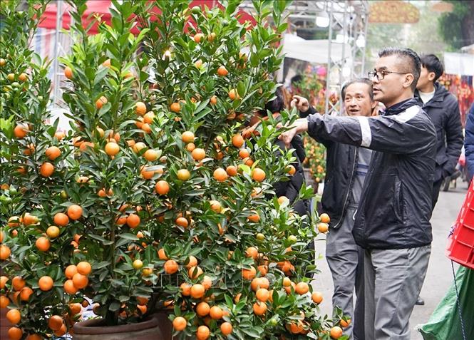 Người dân mua sắm cây cảnh chuẩn bị Tết Giáp Thìn. Ảnh: Khánh Hoà - TTXVN
