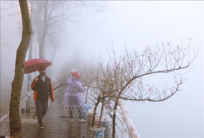 Những cành hoa đào bên bờ hồ Tây trong sương mù sáng 2/2. Ảnh: Lâm Khánh - TTXVN