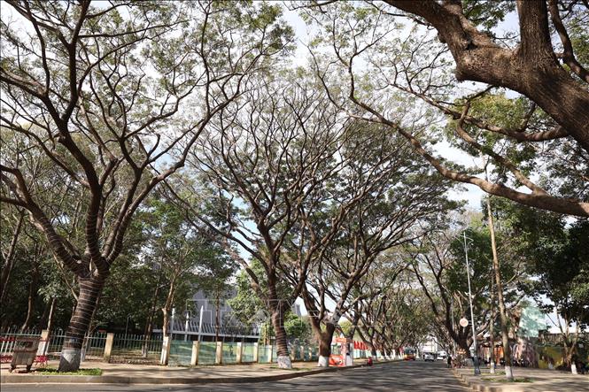 Không gian cây xanh trên tuyến đường Phan Đình Giót, thành phố Buôn Ma Thuột. Ảnh: Tuấn Anh – TTXVN