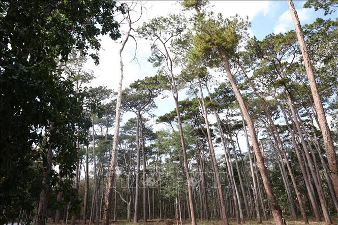 Khu rừng trong lòng thành phố Buôn Ma Thuột. Ảnh: Tuấn Anh – TTXVN