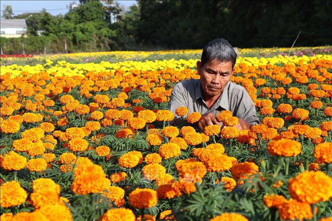 Ông Nguyễn Đình Trung, làng nghề trồng hoa kiểng ấp Vĩnh Yên, chăm sóc hoa Tết. Ảnh: Thanh Hoà- TTXVN