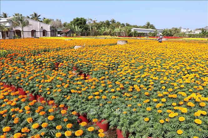 Vườn hoa Tết của gia đình anh Nguyễn Minh Thưởng, làng nghề trồng hoa kiểng ấp Vĩnh Yên. Ảnh: Thanh Hoà- TTXVN