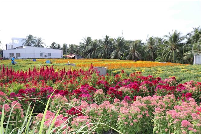 Vườn hoa Tết  ở làng nghề trồng hoa kiểng ấp Vĩnh Yên. Ảnh: Thanh Hoà- TTXVN