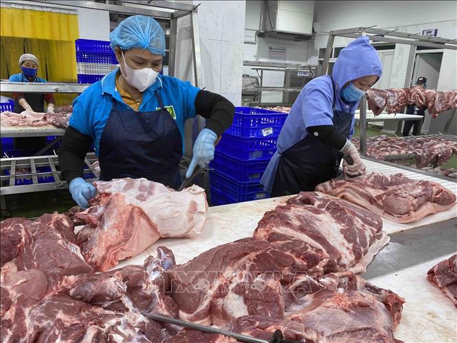 Pha lóc, phân loại thịt lợn tại nhà máy của Công ty Cổ phần Công nghệ thực phẩm Vinh Anh (huyện Thường Tín, Hà Nội). Ảnh: Vũ Sinh - TTXVN