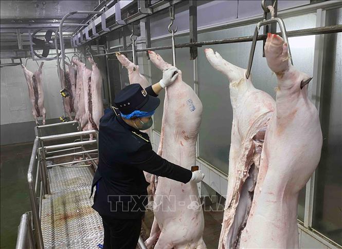 Nhân viên thú y đóng dấu kiểm dịch động vật trước khi đưa vào chế biến tại nhà máy của Công ty Cổ phần Công nghệ thực phẩm Vinh Anh (huyện Thường Tín, Hà Nội). Ảnh: Vũ Sinh - TTXVN