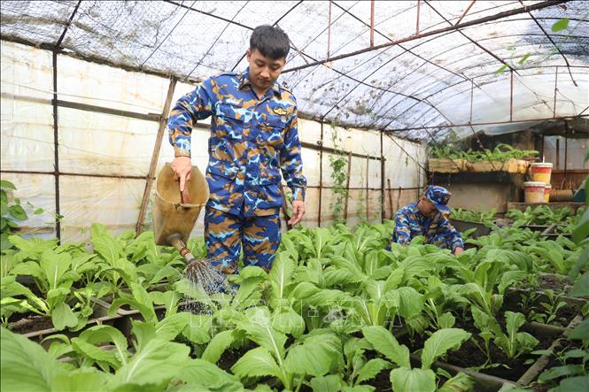 Chiếu sĩ đảo An Bang chăm sóc, tưới rau cải trong nhà màng. Ảnh: Hồng Đạt - TTXVN
