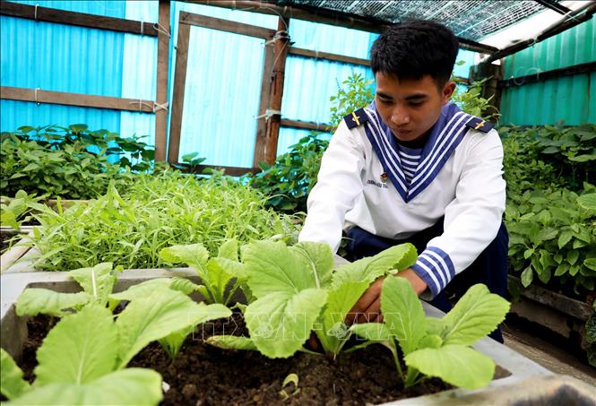 Chiến sĩ Trương Hữu Tuấn chăm sóc vườn rau trên đảo Đá Đông. Ảnh: Hồng Đạt - TTXVN
