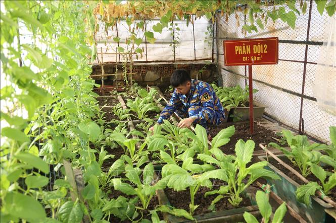 Trồng rau ở đảo An Bang rất khó khăn nhưng cán bộ, chiến sĩ luôn ý thức, nỗ lực chăm sóc, che chắn bảo vệ từng cọng rau, cái lá, để những luống rau vẫn lên xanh tốt. Ảnh: Hồng Đạt - TTXVN
