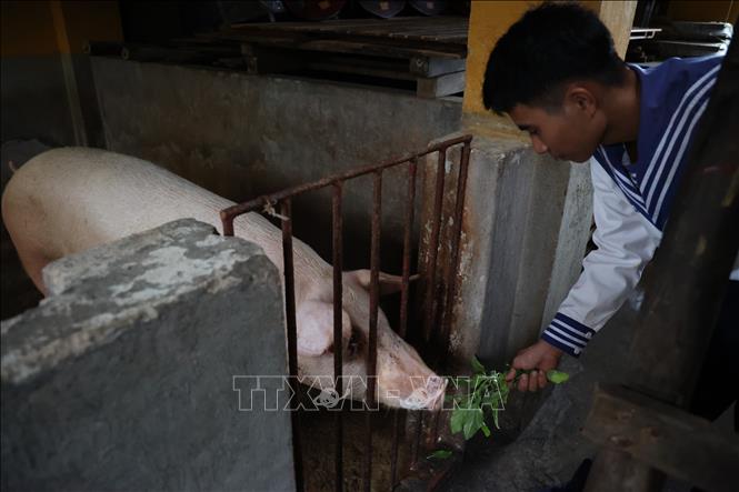 Chiến sĩ đảo Đá Đông nuôi lợn, tăng gia sản xuất. Ảnh: Hồng Đạt - TTXVN


