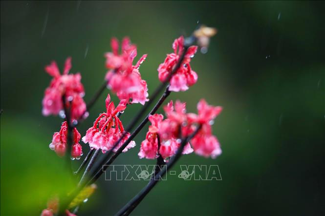 Dew on bell-shaped peach blossoms. VNA Photo: Trần Lê Lâm 