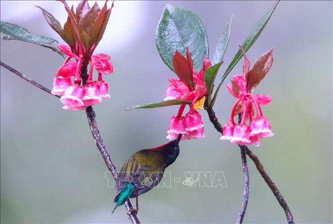Bell-shaped peach blossoms attract nectar-sucking birds. VNA Photo: Trần Lê Lâm 