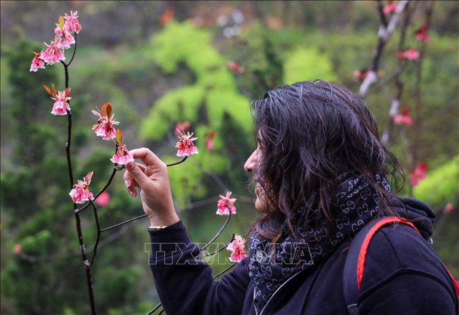 A tourist enjoys the beauty of bell-shaped peach blossoms. VNA Photo: Trần Lê Lâm