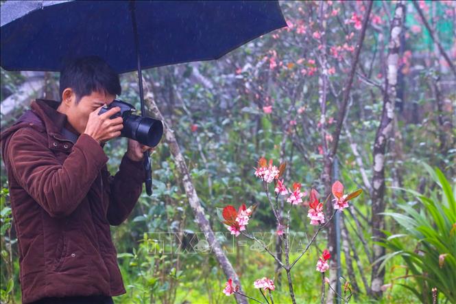 A photographer tries to take beautiful photos of bell-shaped peach blossoms. VNA Photo: Trần Lê Lâm