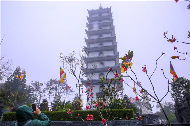 Bell-shaped peach blossoms add to the misty and dreamy scenery of Ba Na Hills. VNA Photo: Trần Lê Lâm