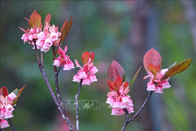 A close-up look of bell-shaped peach blossoms. VNA Photo: Trần Lê Lâm