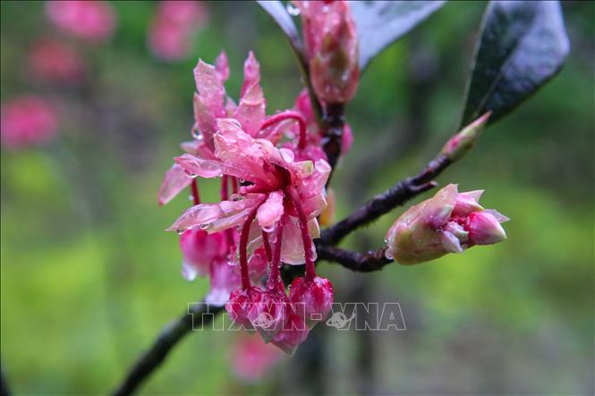 Dew on bell-shaped peach blossoms. VNA Photo: Trần Lê Lâm