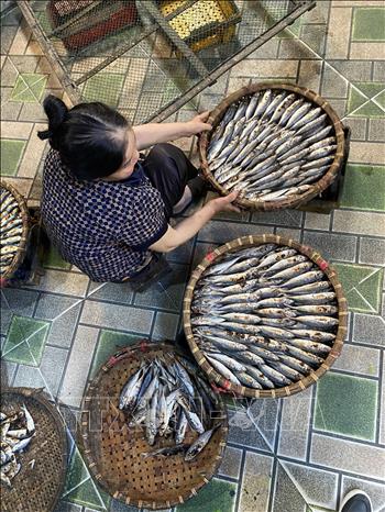 Người dân xã Thạch Kim phân loại cá sau khi nướng. Ảnh: Hữu Quyết – TTXVN