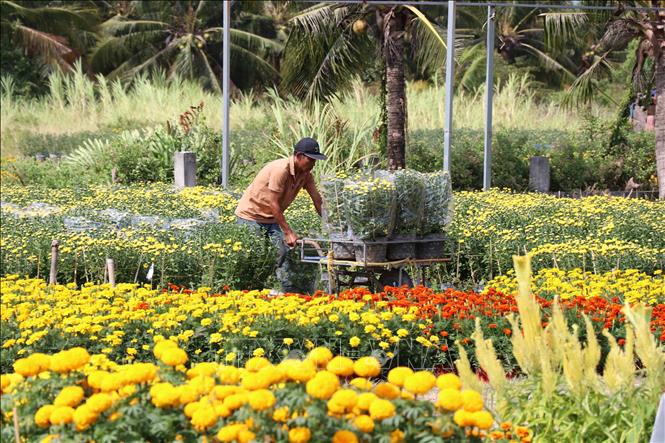 Lao động tại làng nghề ấp Vĩnh Yên (xã Long Đức), thành phố Trà Vinh chăm sóc hoa để phục vụ thị trường Tết Nguyên đán 2024. Ảnh: Thanh Hoà - TTXVN