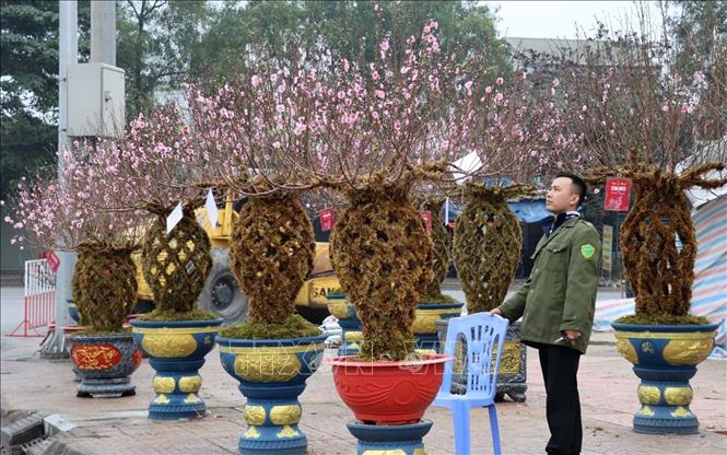 Nhiều loại cây cảnh độc lạ như đào lộc bình phủ rêu được tiểu thương nhập về phục vụ thị trường nhưng do giá khá cao nên vẫn còn kén khách. Ảnh: Hoàng Ngà - TTXVN
