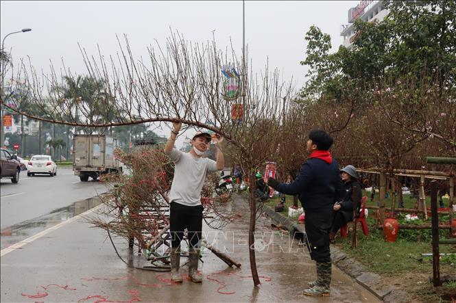 Năm nay, đào huyền cũng được tiểu thương nhập về bán nhiều hơn, tuy nhiên sức mua còn chậm. Ảnh: Hoàng Ngà - TTXVN