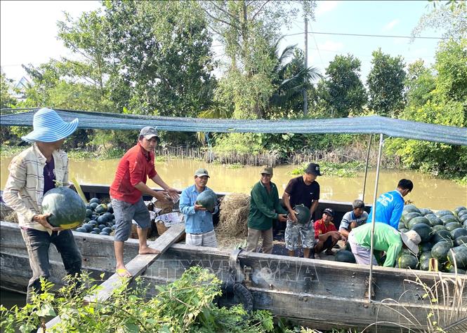 Vận chuyển dưa hấu xuống ghe và trung chuyển ra các xe tải mang đi tiêu thụ. Ảnh: Lê Thúy Hằng - TTXVN