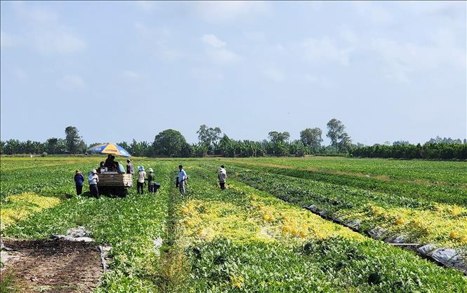 Thu hoạch dưa hấu tại xã Tân Hưng, huyện Bình Tân, tỉnh Vĩnh Long. Ảnh: Lê Thúy Hằng - TTXVN