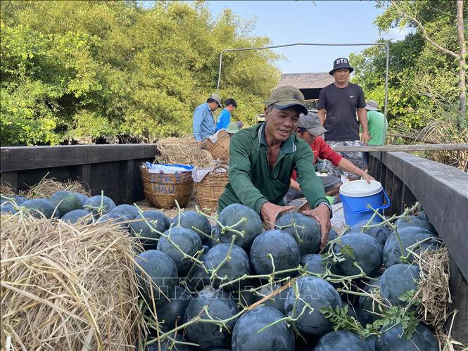 Xếp dưa hấu xuống ghe mang đi tiêu thụ. Ảnh: Lê Thúy Hằng - TTXVN