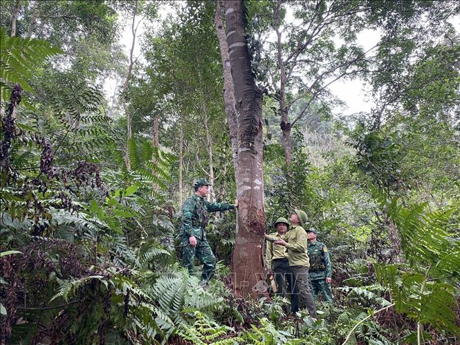 Ban Quản lý rừng phòng hộ Hương Khê quản lý, bảo vệ những cánh rừng tự nhiên còn với nhiều loại gỗ quý.  Ảnh: Hữu Quyết – TTXVN