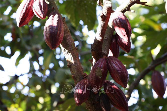Diện tích trồng ca cao tại Đắk Lắk. Ảnh: Tuấn Anh – TTXVN