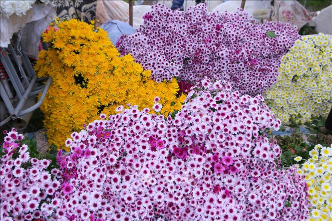 Các loại hoa cúc vàng, cúc tím, cúc trắng được bày bán tại chợ hoa Tết Mỹ Tân. Ảnh: Công Luật - TTXVN
