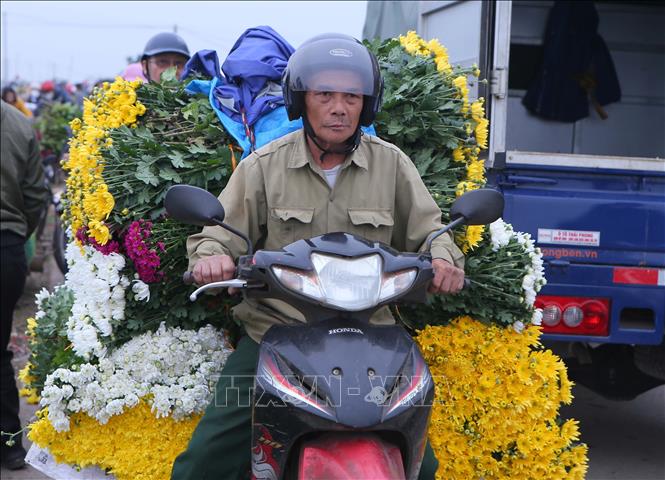 Vận chuyển hoa đi tiêu thụ. Ảnh: Công Luật - TTXVN