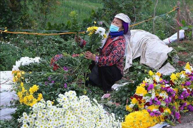 Người dân xã Mỹ Tân (Mỹ Lộc, Nam Định) buộc hoa thành từng bó để bán cho khách hàng. Ảnh: Công Luật - TTXVN