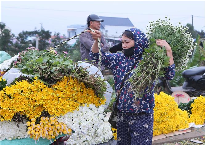 Người dân chằng hoa lên xe để đưa đi các chợ đầu mối tiêu thụ. Ảnh: Công Luật - TTXVN