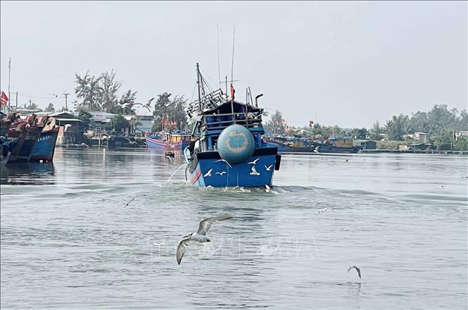 Mỗi khi thuyền mang cá cơm từ biển về cũng là lúc 