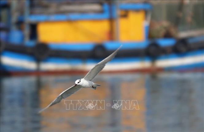 Hải âu sinh sống và săn mồi khu vực sông Bài Ca. Ảnh: Phạm Cường-TTXVN