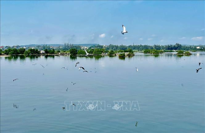Hải âu bay trên mặt nước khu vực sông Bài Ca để tìm cá cơm từ các tàu mới cập cảng. Ảnh: Phạm Cường-TTXVN