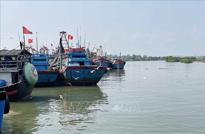 Hải âu tiến sát vào các tàu để tìm cá. Ảnh: Phạm Cường-TTXVN