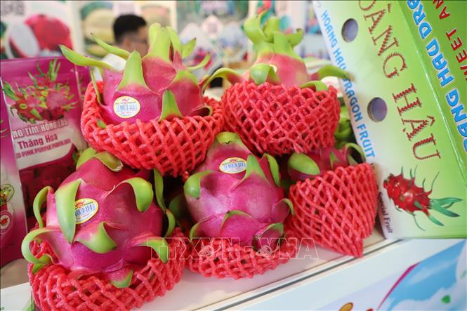 Trái thanh long Việt Nam được giới thiệu tại Fruit Logistica 2024. Ảnh: Thu Hằng - PV TTXVN tại CHLB Đức