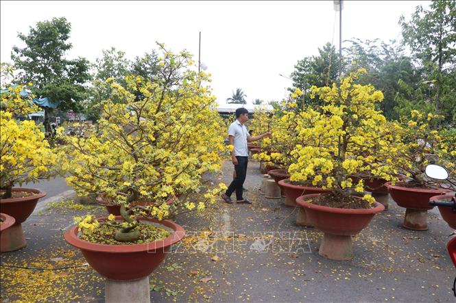 Chợ hoa xuân Giáp Thìn năm 2024 tại thành phố Cao Lãnh (Đồng Tháp). Ảnh: Nguyễn Văn Trí - TTXVN