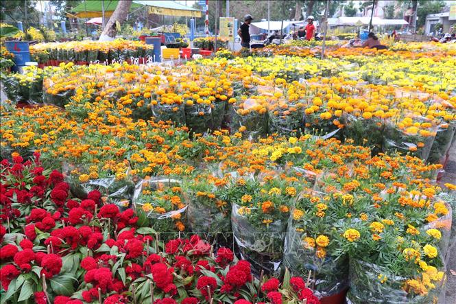 Chợ hoa xuân Giáp Thìn năm 2024 tại thành phố Cao Lãnh (Đồng Tháp). Ảnh: Nguyễn Văn Trí - TTXVN