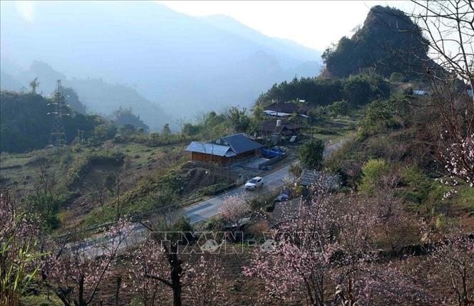 Hoa đào khoe sắc khắp các bản làng Tây Bắc khi Tết đến, Xuân về. Ảnh: TTXVN