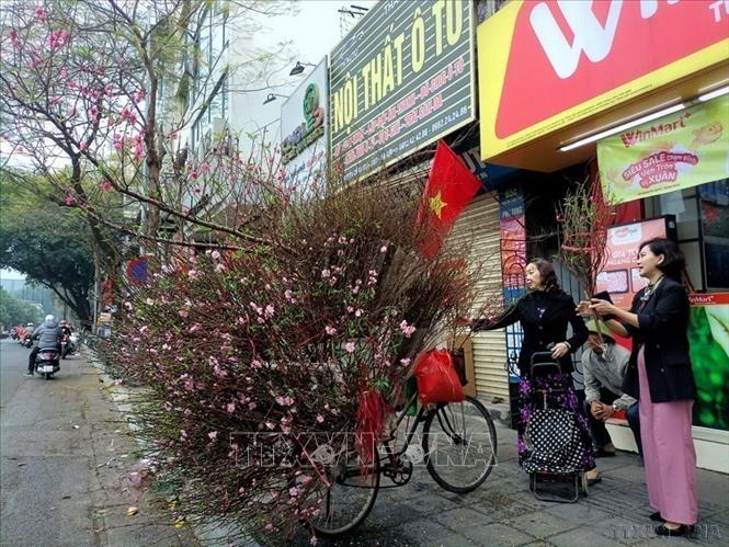 Chọn mua một cành đào đẹp trưng Tết thể hiện ước vọng một năm mới được may mắn như ý. Ảnh: Phạm Hậu-TTXVN