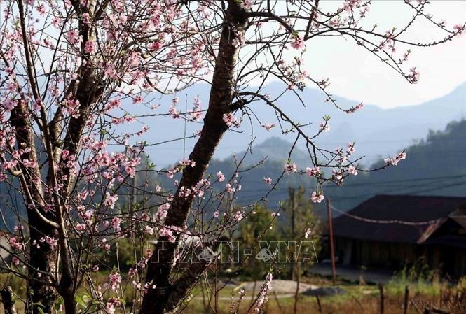 Trong những ngày Xuân, hàng ngàn cây đào trên khắp các bản làng ở Lai Châu khoe sắc, báo hiệu một mùa Xuân rực rỡ. Ảnh: TTXVN