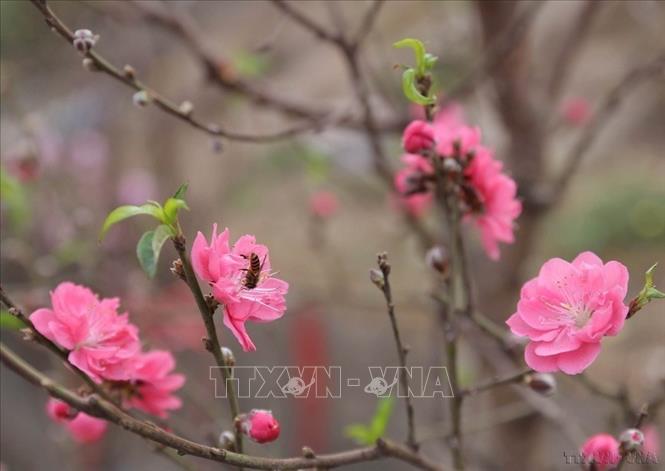 Bích đào là giống đào có hoa màu hồng đậm tươi sáng, mỗi bông có nhiều lớp cánh. Ảnh: TTXVN