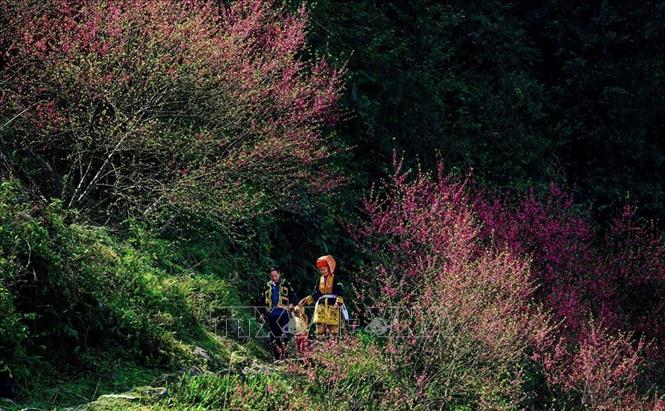 Hoa đào nở rộ trên đỉnh Mẫu Sơn (Lạng Sơn) mỗi dịp Xuân về. Ảnh: TTXVN phát