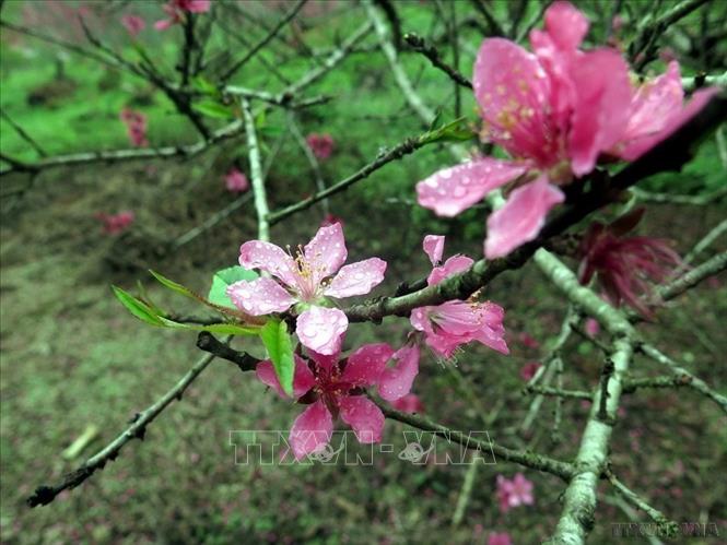 Vẻ đẹp của đào cổ thụ ở đèo Gió (Ngân Sơn, Bắc Kạn). Ảnh: Bùi Đức Hiếu - TTXVN