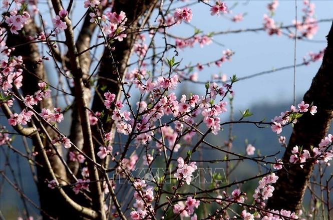 Hình ảnh đầy sức sống của hoa đào mang đến ý nghĩa về một năm thịnh vượng, như ý. Ảnh: TTXVN