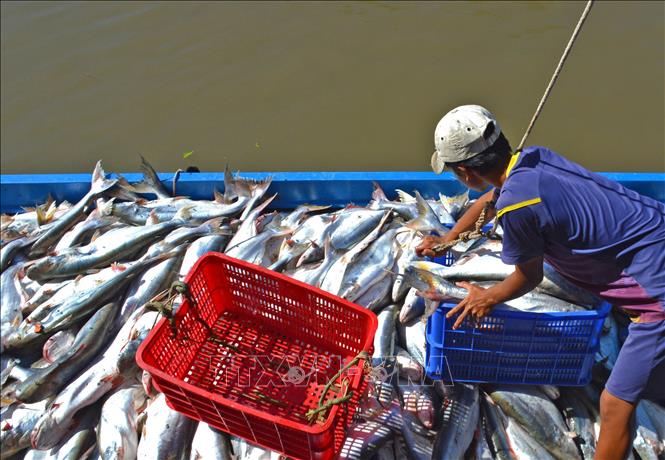 Vùng chế biến khô Tết lớn nhất ở Cà Mau - Ảnh thời sự trong nước - Kinh ...
