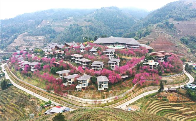Wild peach-blossom show off their brilliant colours to create a beautiful snapshot of nature in Mu Cang Chai district, Yen Bai province,. VNA Photo: Tuấn Anh