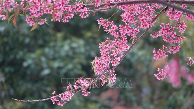 Wild peach-blossom show off their brilliant colours to create a beautiful snapshot of nature in Mu Cang Chai district, Yen Bai province,. VNA Photo: Tuấn Anh